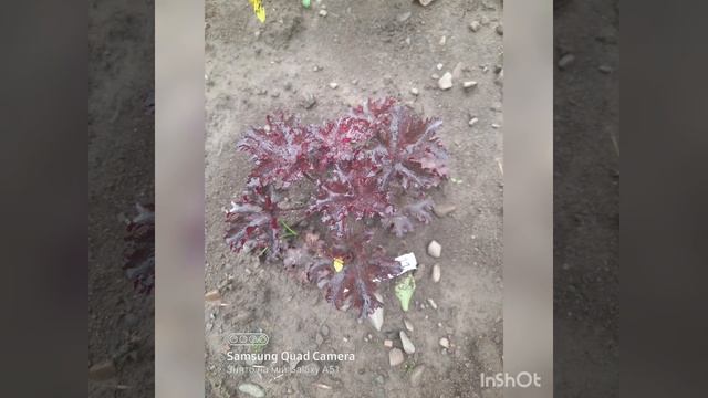 неймовірні гейхери,гейхерели, тіарели,сорти гейхер,догляд