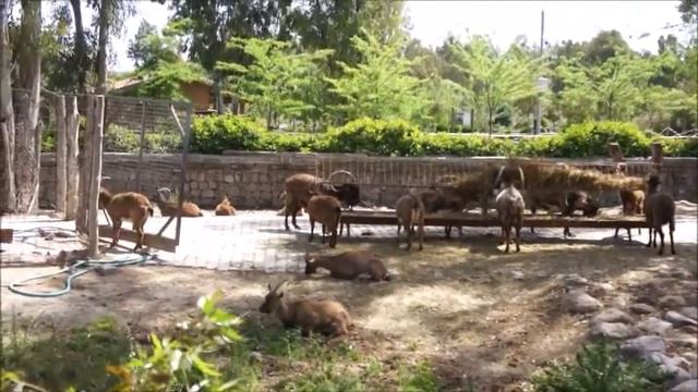 Зоопарк Измира. Турция. Sasalı Doğal Yaşam Parkı. Часть 2