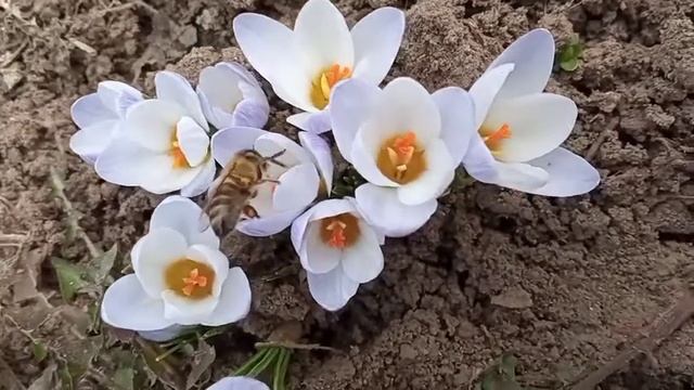 Простые, но удивительные. Медоносная пчела.