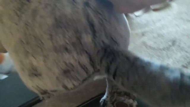 басики пошли делать прививку