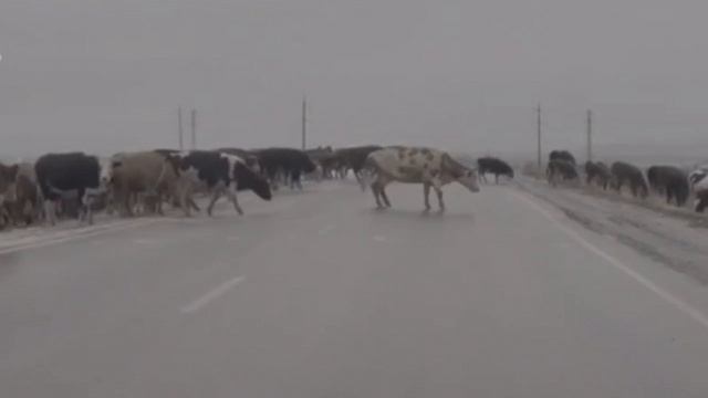 Те самые «коровы на льду» были замечены в Магнитогорске