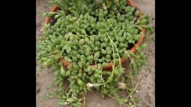 Крестовник уход.Крестовник роули уход