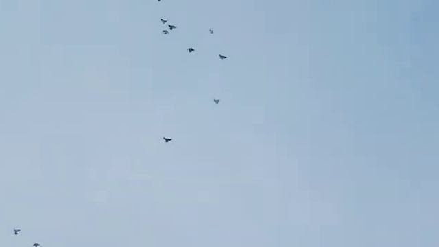 // ГОЛУБИ НИКОЛАЕВСКИЕ // РОМАНА. СТ. МЕЧЕТИНСКАЯ РОСТОВСКАЯ ОБЛ. 24.12.19.