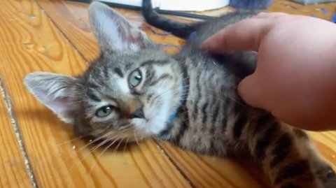 4-ех месячный котенок по имени "Перчик" с тигриным пузиком в поисках дома и любящей семьи ﹤3