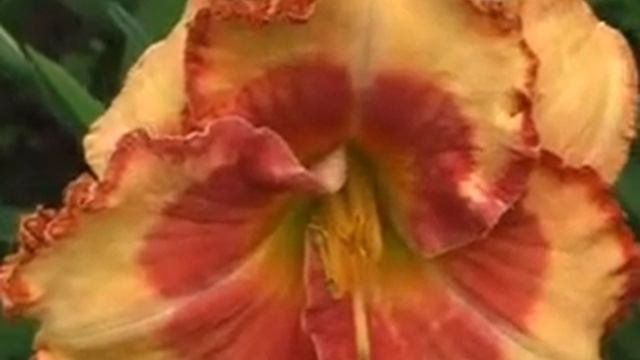 Лилейник daylily FLAME ON