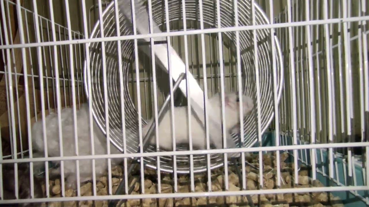 РЕШИЛ ПРОКАТИТЬСЯ.........................
