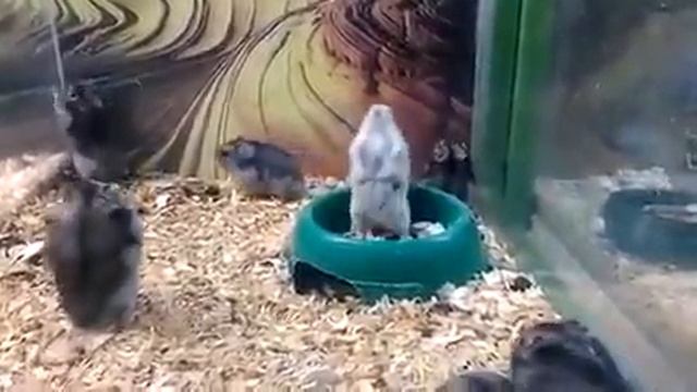 Кувырок раз два