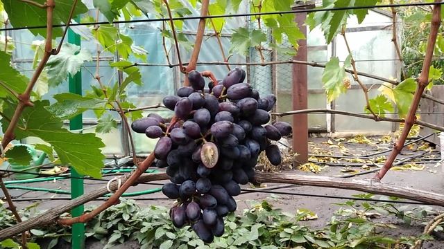 Виноград Эталон