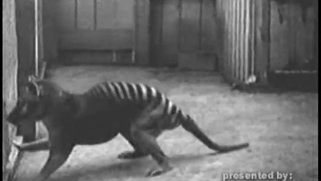 Thylacine Tribute