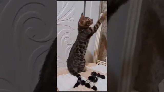 Питомник Бенгальских кошек ДОМАШНИЙ ЛЕОПАРД. Котик Луис Энтони