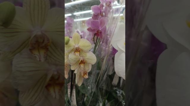 Обзор новой поставки в Леруа Мерлен от 15.06.24 Воронеж 🌸🌷🌺 #flowers #orchids #орхидеи