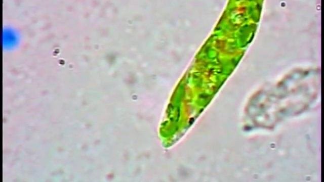 Euglena