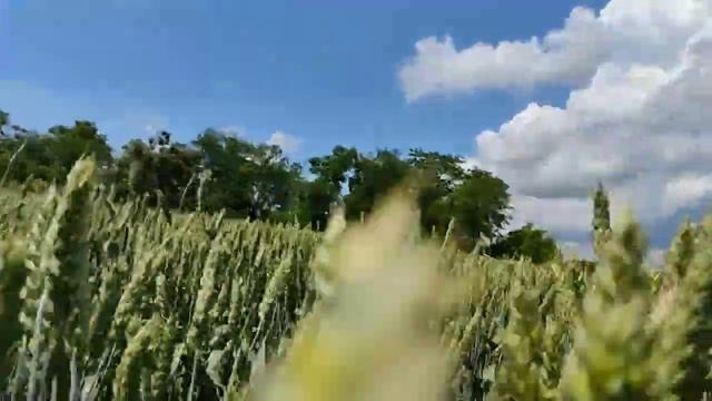 Пшеничные поля