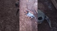 Шашлычок на вишневых дровах?#shorts #шашлык #шашлычок