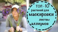 Сохнет листва у Луков? ☘️ ТОП 10 самых простых растений, которые закроют листву декоративных луков.