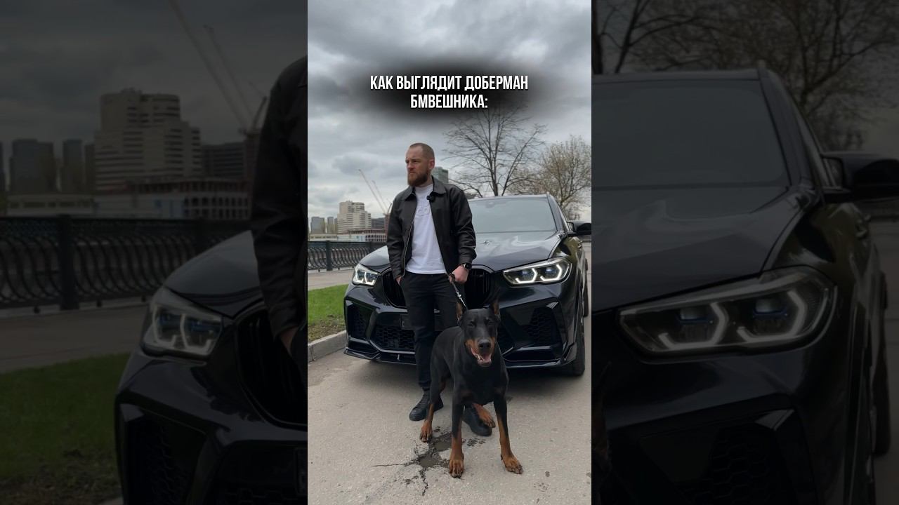 Быть, а не казаться  А что выберешь ты? #bmw #bmwm #mercedes #doberman #dobermanlove