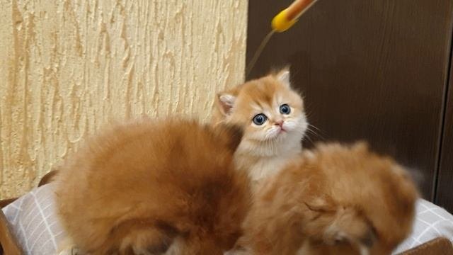 Нежные малыши