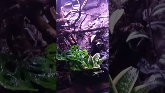 Słów kilka o gekonie orzęsionym  👍🦎👍