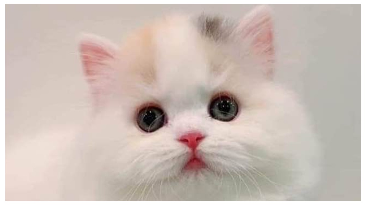 Очень милые котята