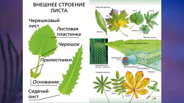§6 "Органы цветковых растений", Биология 6 класс, Сивоглазов