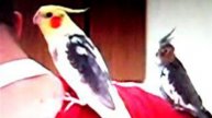 Говорящий попугай корелла видео 89262688658