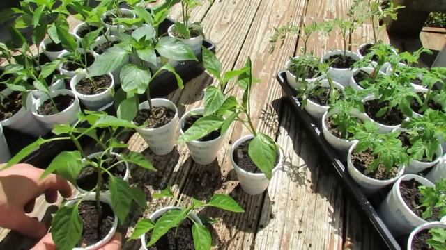 A Complete Guide for Growing Tomatoes  Peppers - Seed to Harvest: Every Step!Table of Contents