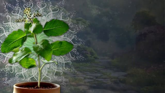 Шри Туласи-киртан текст