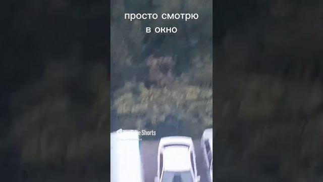 просто смотрю в окно и тут...