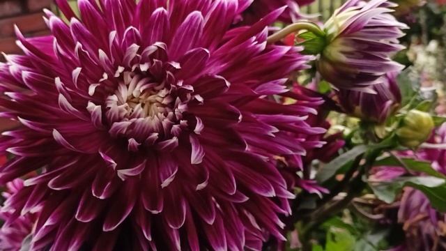 lv_0_20231129121002.mp4
