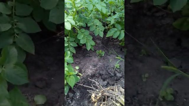 УРОЖАЙ КАРТОШКИ 2020