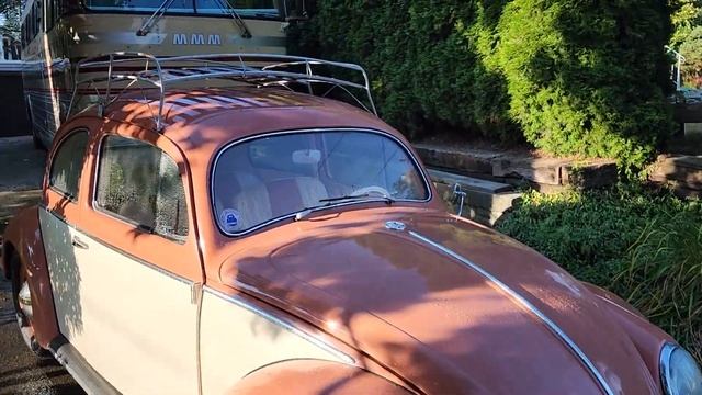 1955 Beetle FOR SALE