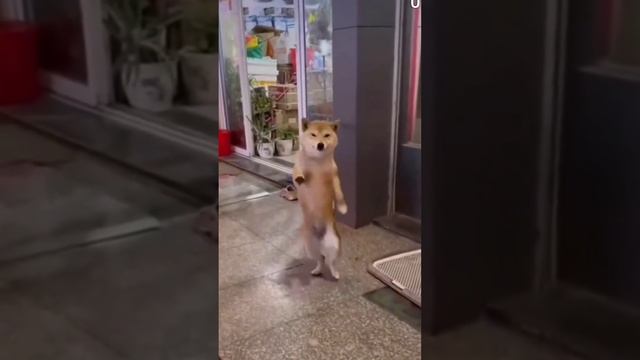 танцующая собака 🐕