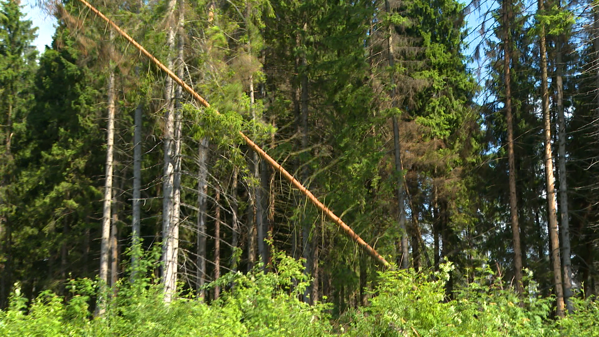 Санитарная рубка в Пуловском лесу