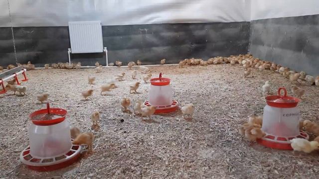 Сколько нужно денег для Кур несушек