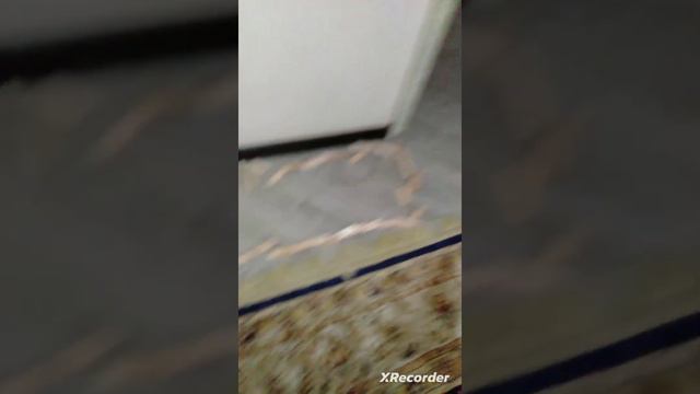 видео про домино