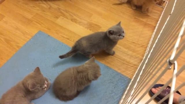Котята 8 недель