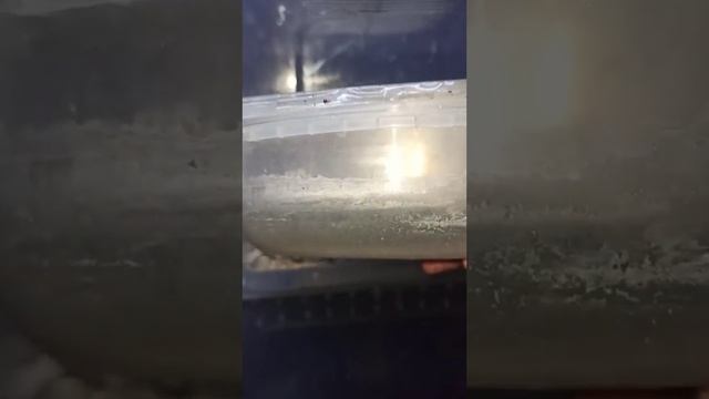 Начинаю готовить самодельный инкубатор для яиц эублефаров.