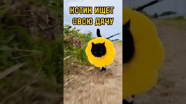 Купи дачу!