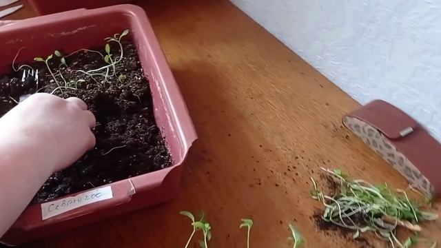 Наши покупки/ Пикируем рассаду/
