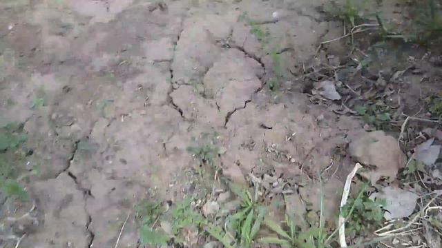 ЛЯГУШК ЦАРЕВИЧ! ДАВАЙ ПОЖЕНИМСЯ?