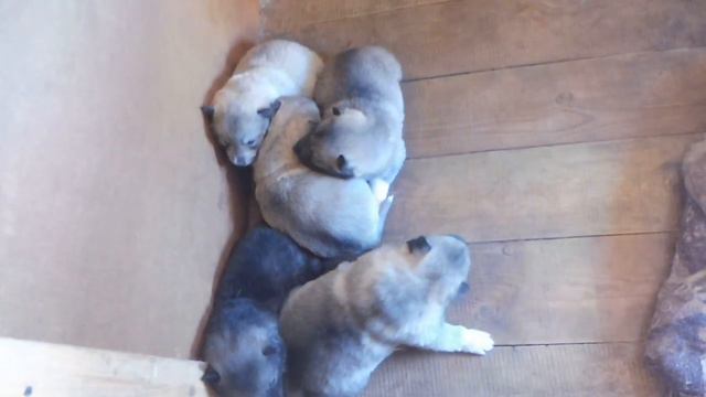 Дариша угощает лайку Барси вкусняшками 07/05/2022/ Барсятам 18 дней щенки западносибирской лайки