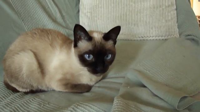 My New W360 720p HD Video Sample (of The Cats!)