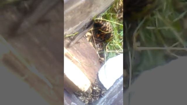 Террариум для пртыткой ящерицы. Шок! что пошло не так!?