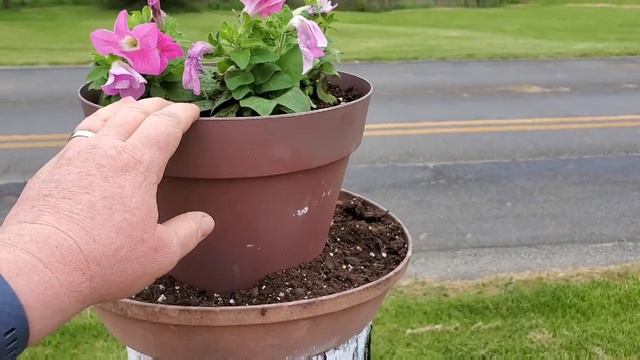 3 Planting Projects with Supertunia Vista Bubblegum