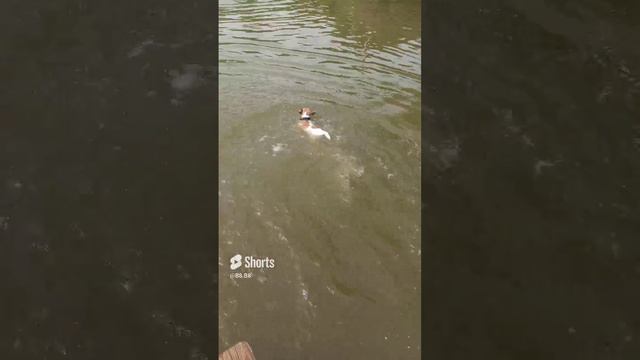 Жара. Собака ныряет в воду!!!