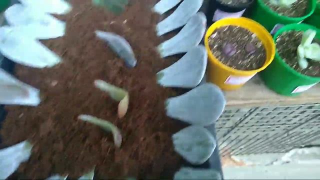 MINHAS SUCULENTAS APODRECERAM 😭😭 l MOSTRANDO OQ ACONTECEU COM MINHAS MENINAS / Paraíso da Suculenta