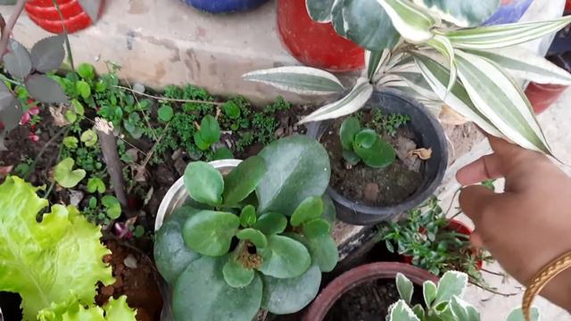 57-February 2021 garden update | Let's grow some veggies | container gardening | My winter flowers