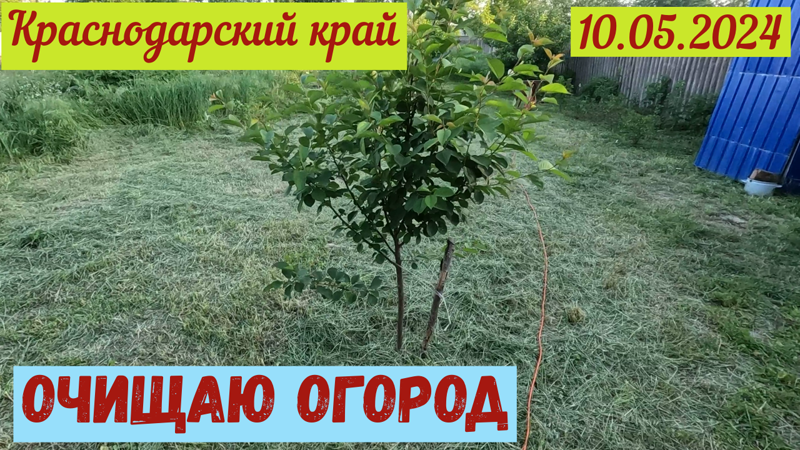 Краснодарский край. Очищаю огород(10.05.2024)