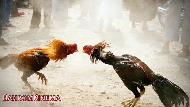 Бойцовские Петух  Fighting Cock 2022