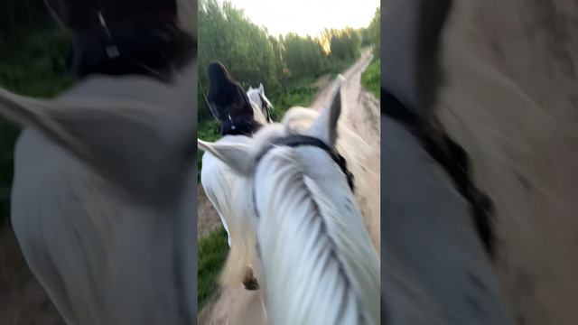 Красивая прогулка на лошадях